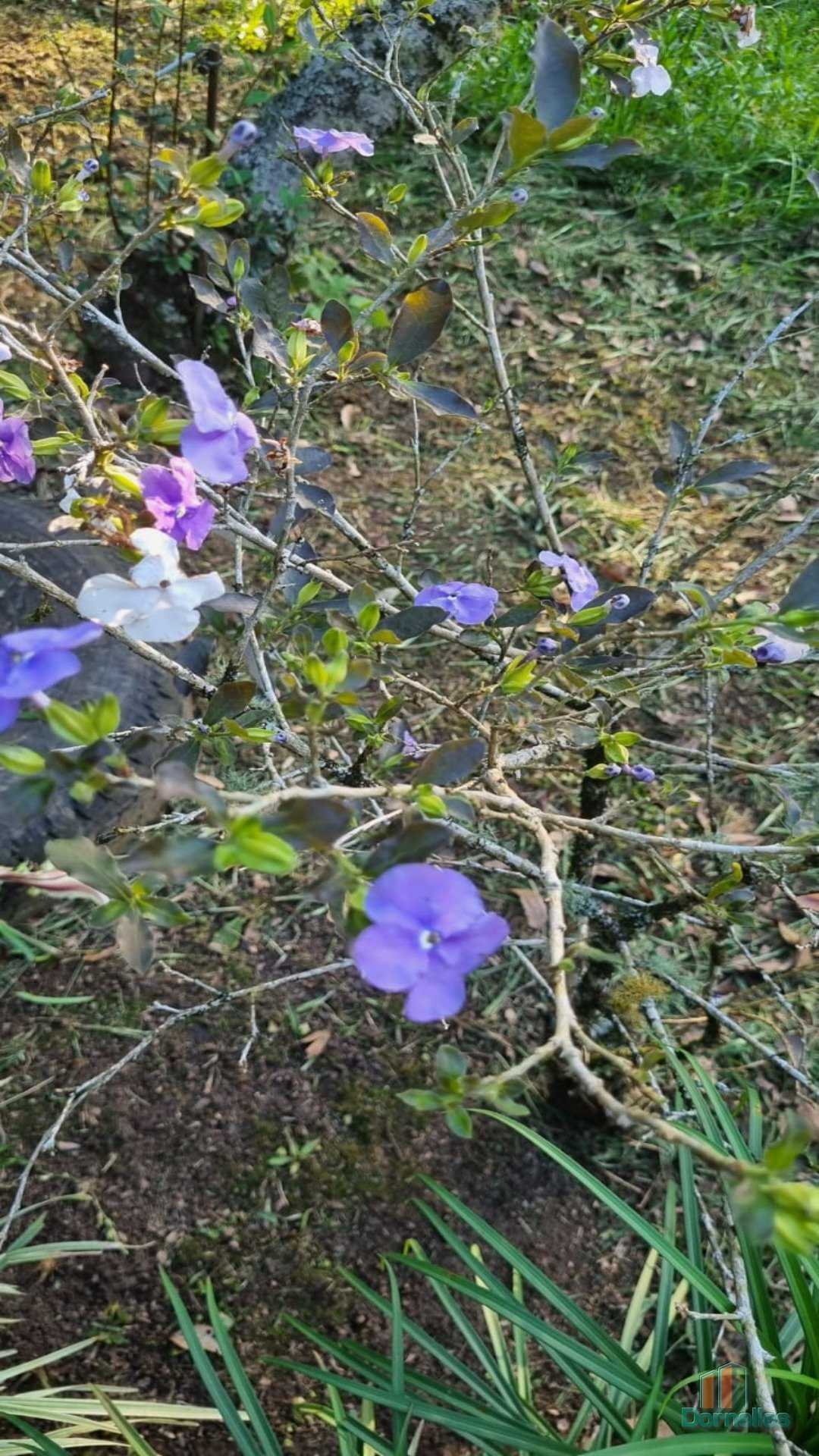 Imagem n° 1 do imóvel 14631