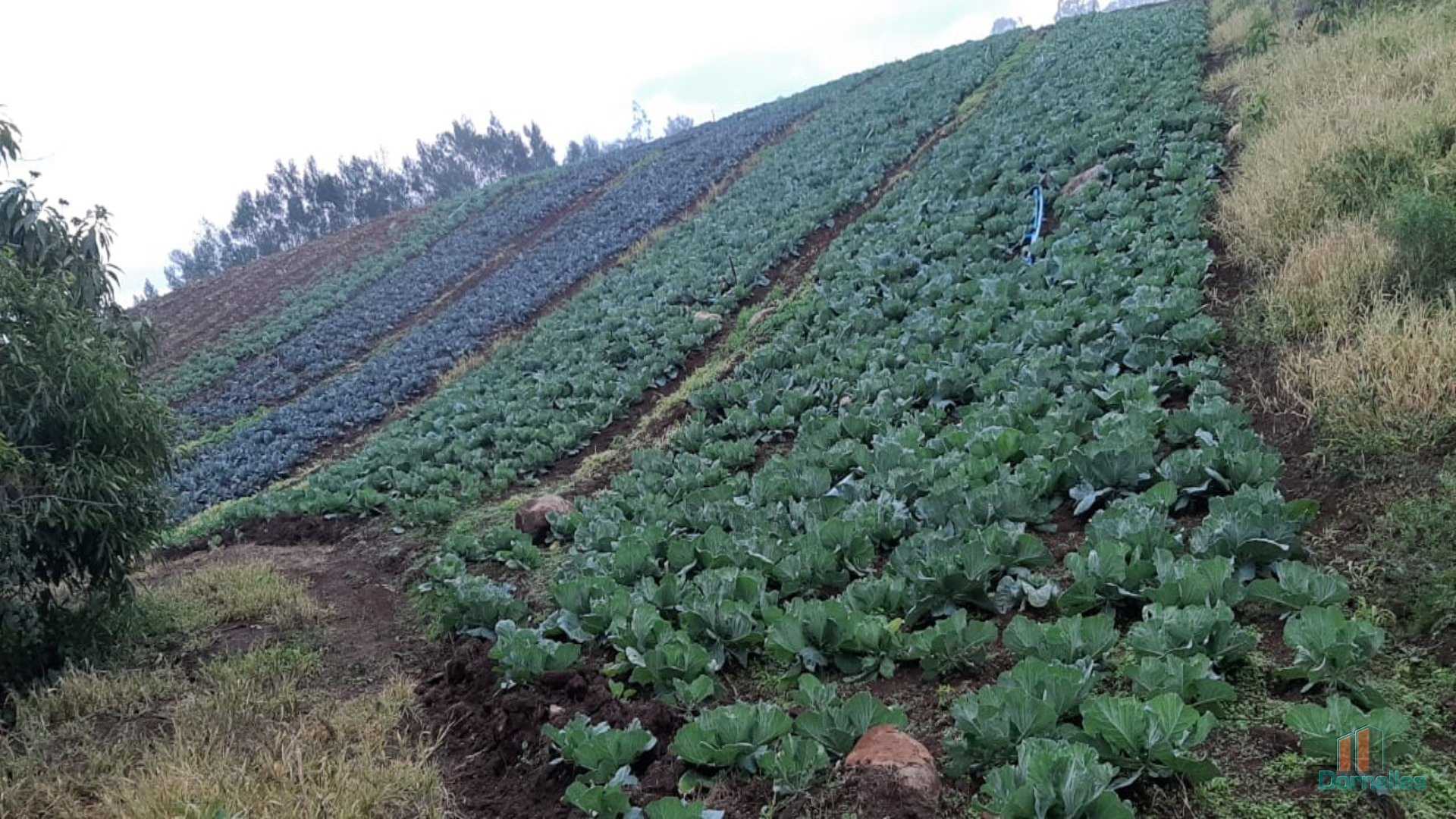 Imagem n° 20 do imóvel 14653